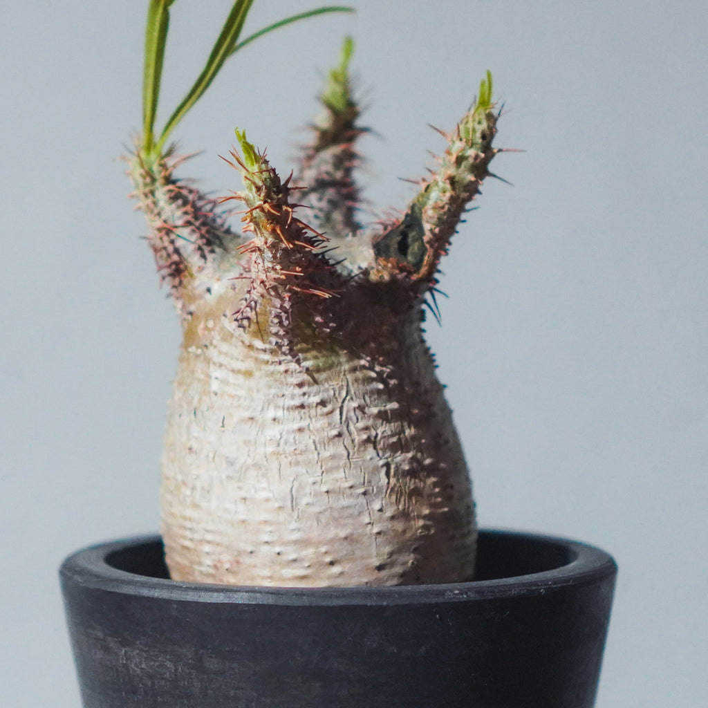 2024年7月入荷※キズあり】パキポディウム グラキリス | P-08 – LAND