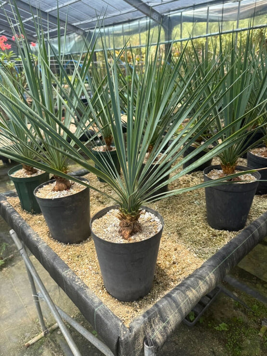 専用出品 ユッカロストラータ (の) 【公式通販】