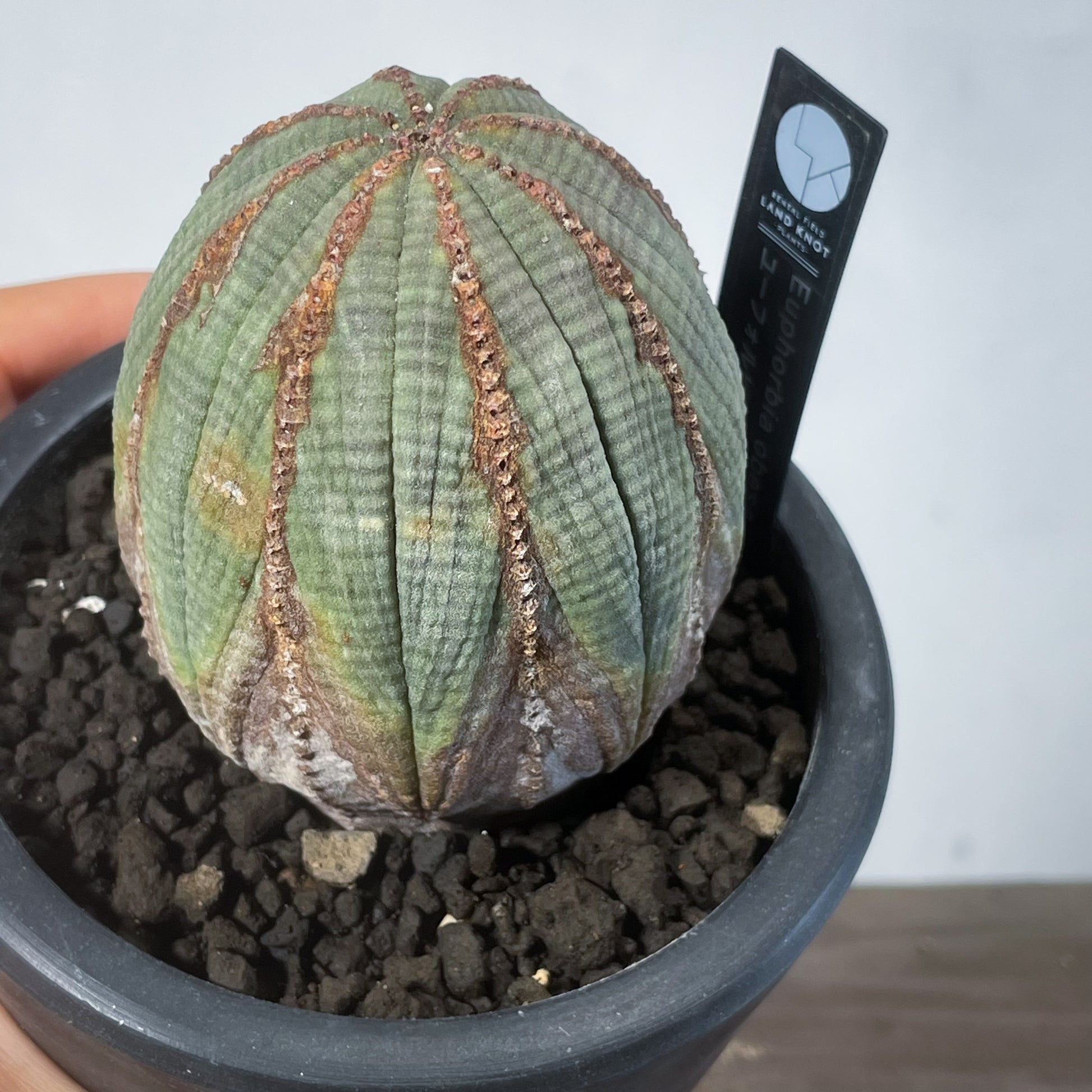 ユーフォルビア　オベサ 2024年7月入荷>ユーフォルビア オベサ | Euphorbia obesa | OB06