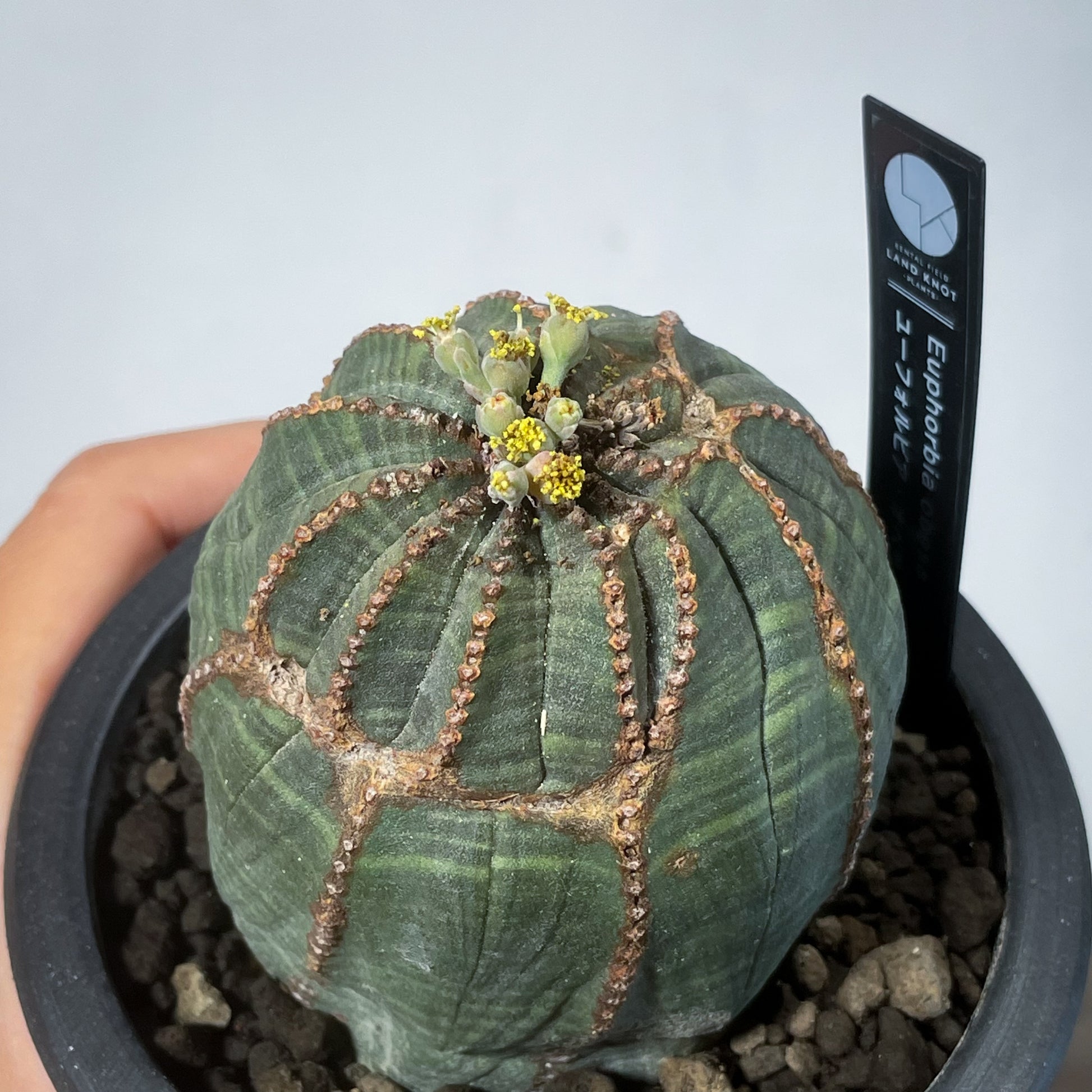 ユーフォルビア　オベサ 2024年7月入荷>ユーフォルビア オベサ | Euphorbia obesa | OB06