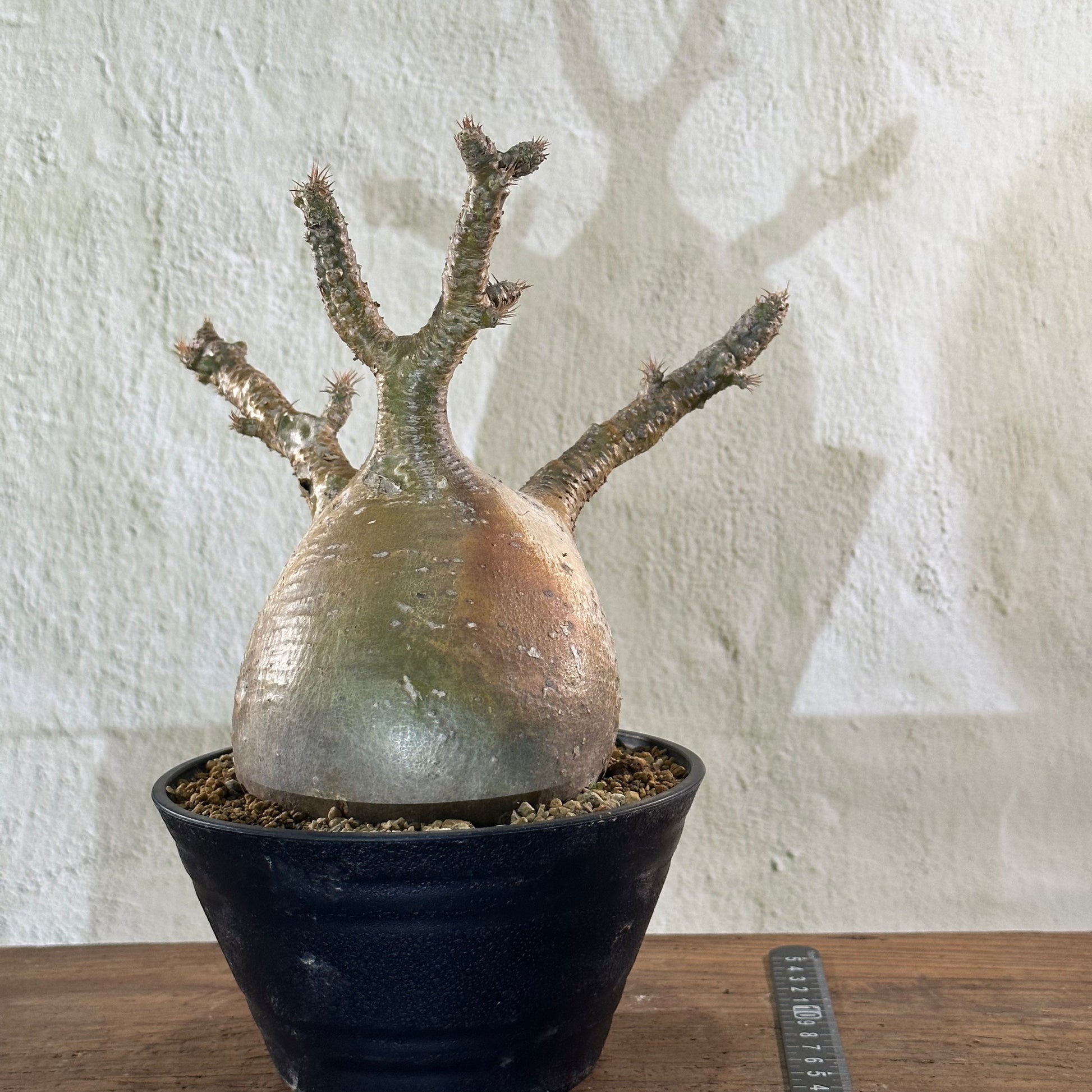 オープンセール】パキポディウム グラキリス | P-01 – LAND KNOT PLANTS