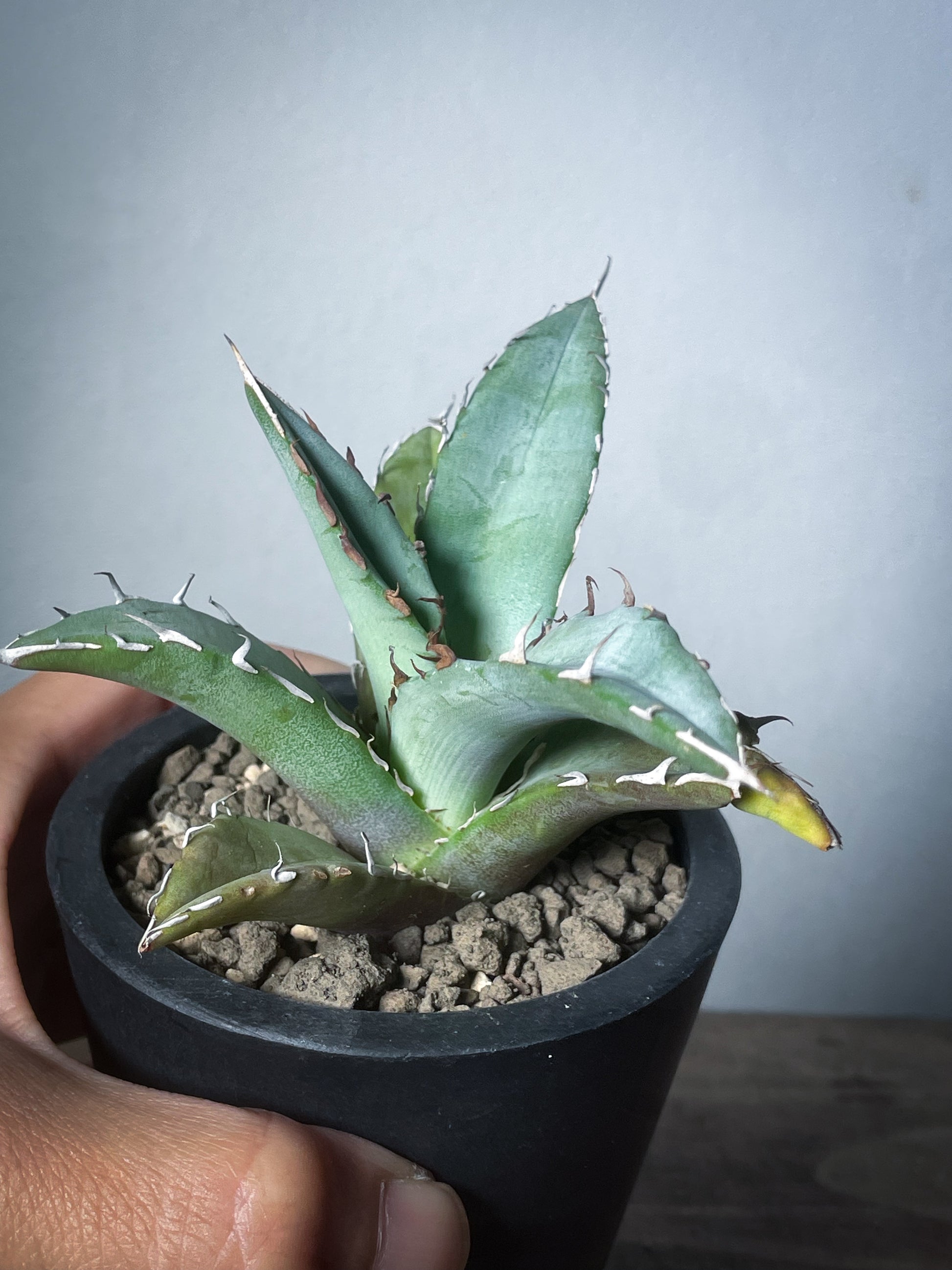 アガベ オアハカ オテロイ/Agave Oaxaca oteroi – LAND KNOT PLANTS