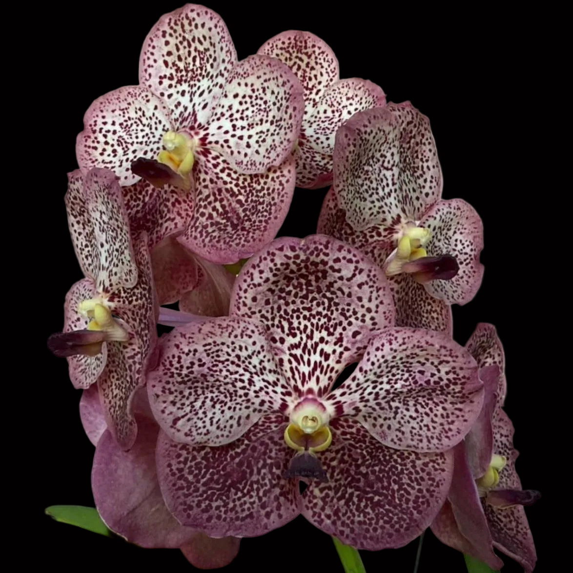 Vanda (Prapathom Gold x Jimmy Miller) – LadyVanda