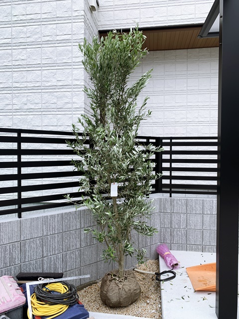 コハウチワカエデ、オリーブシプレッシーノ。あとフェイジョアと