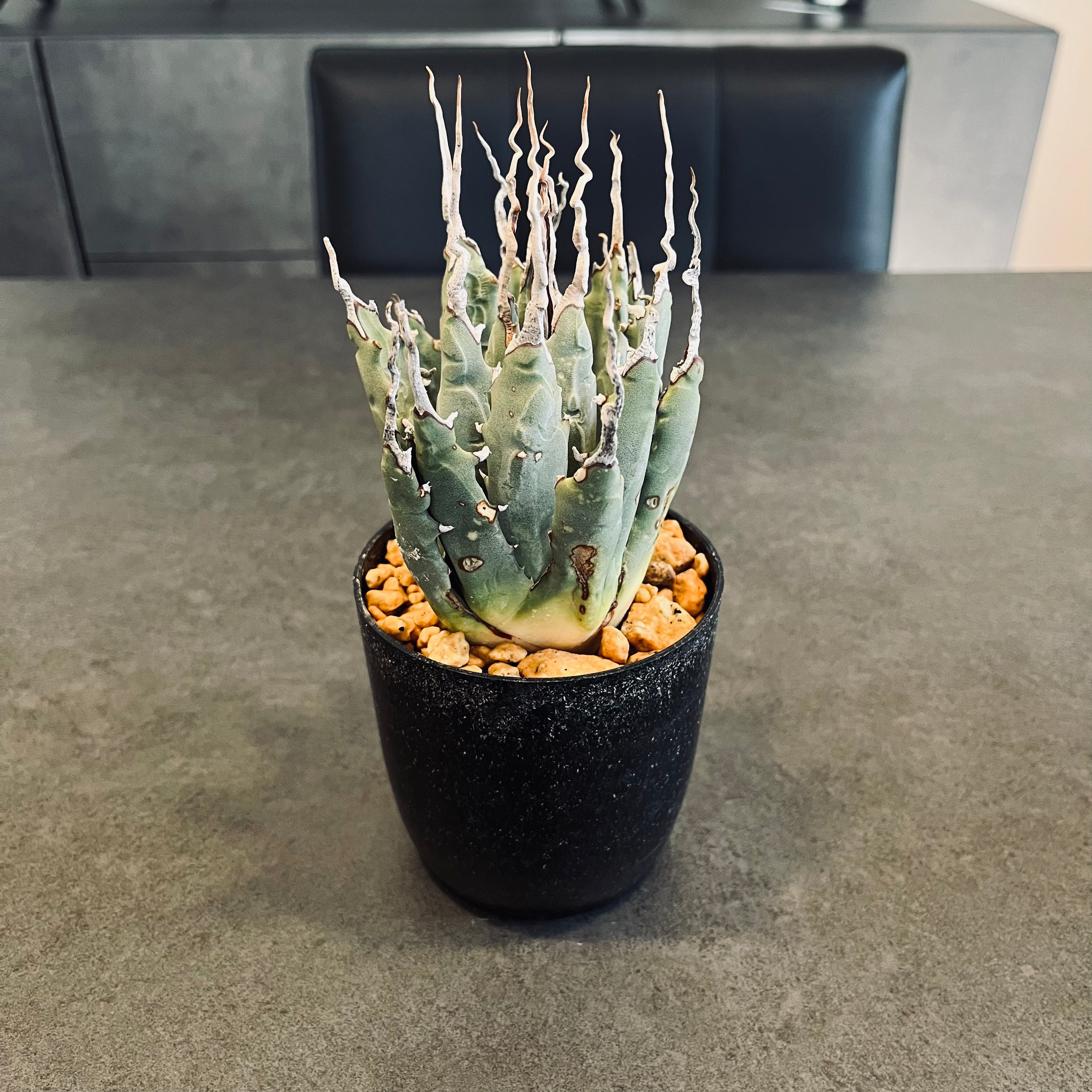 エボリスピナ 陽炎 極上 ウネリ アガベ ユタエンシス｜LAVELLI(ラヴェリ)