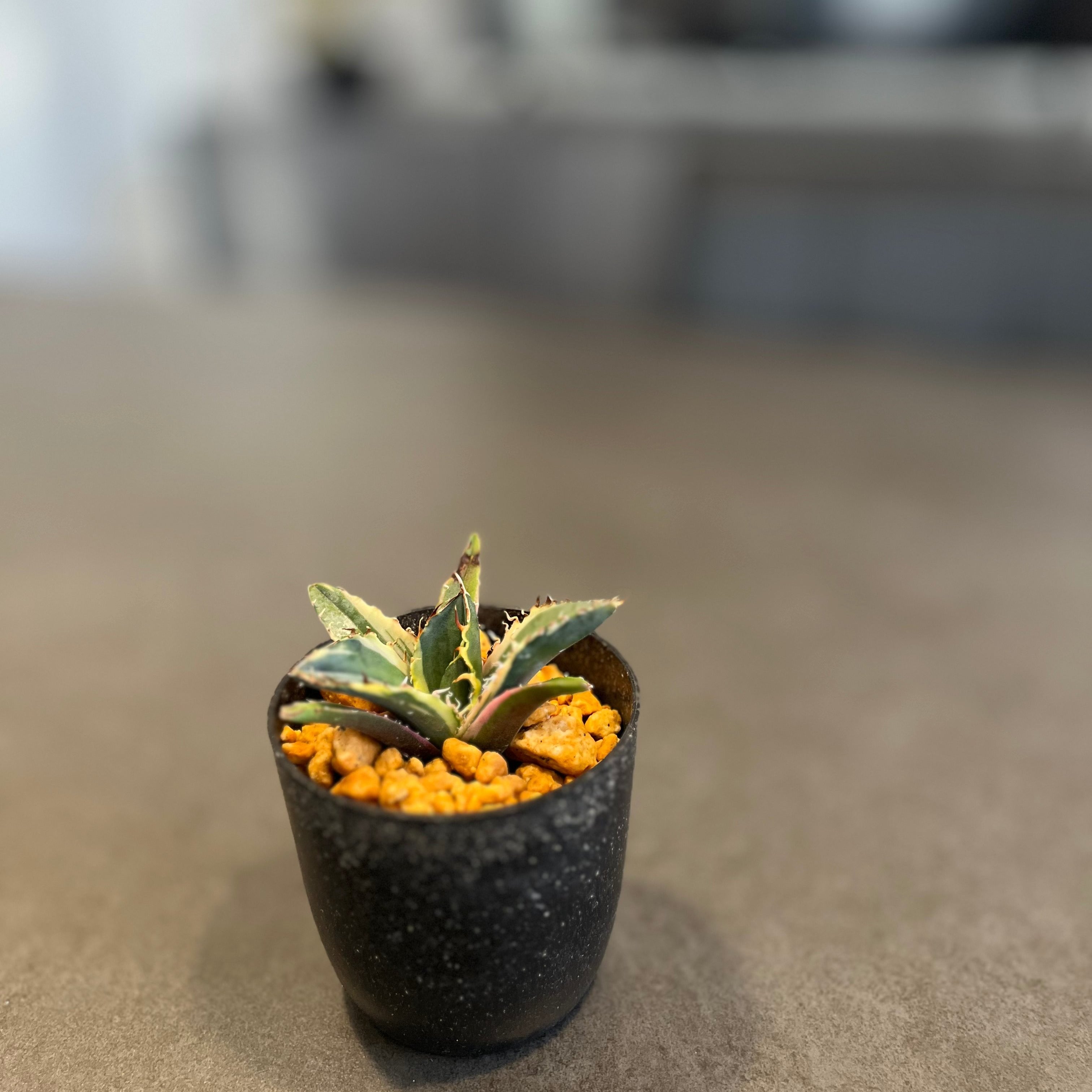 アガベ チタノタ 白鯨錦 覆輪斑 Agave Titanota 発根済み 鉢付き