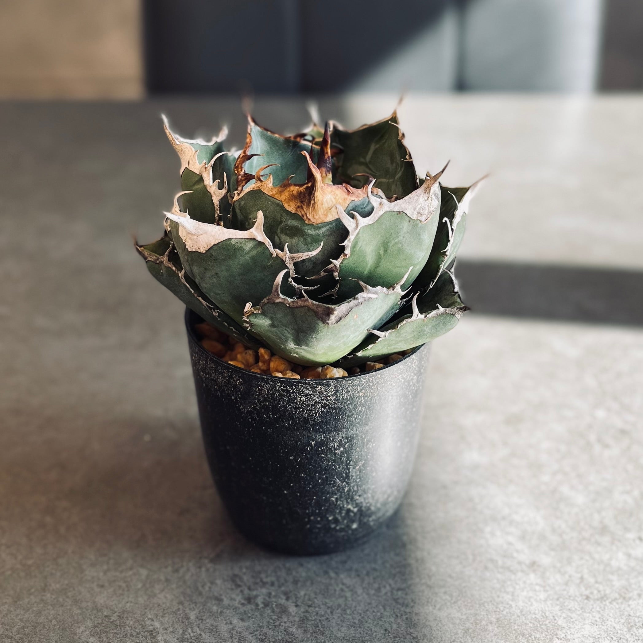 アガベ チタノタ 白鯨 「牡丹葉」 中株 ホワイトホエール ベアルート株