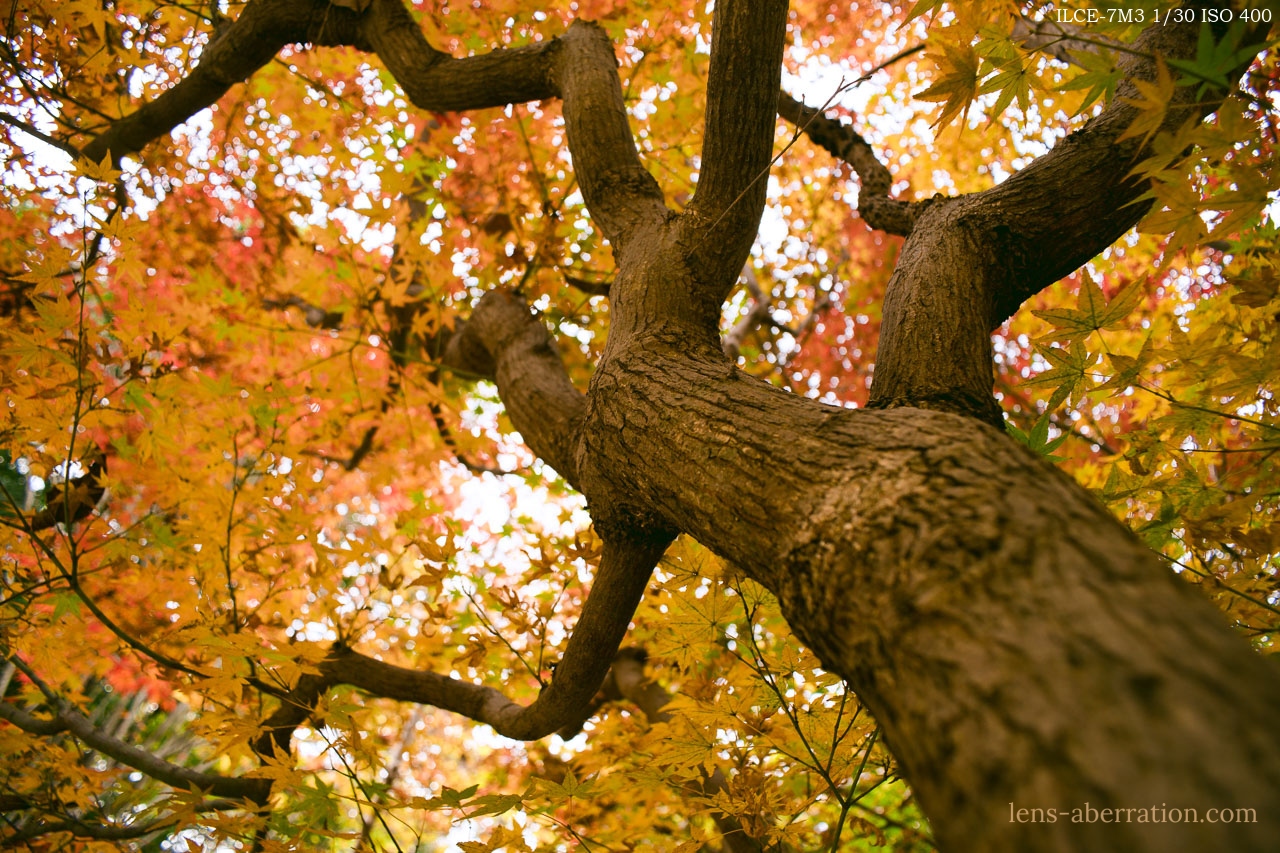 超広角】OLYMPUS OM ZUIKO AUTO-W 21mm F3.5 実写レビュー | 収差Love
