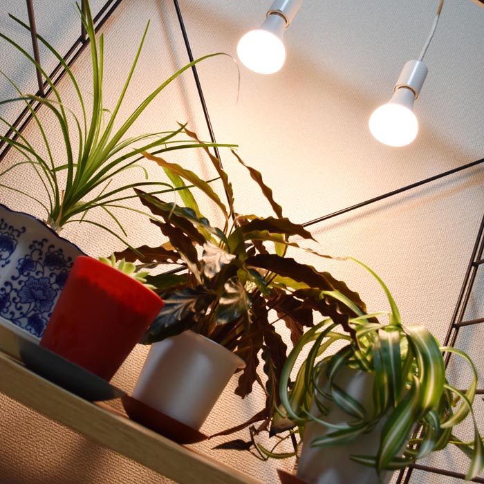 LPL09WB 植物育成用LED 電球タイプ｜LPLシリーズ〔健康管理〕｜植物