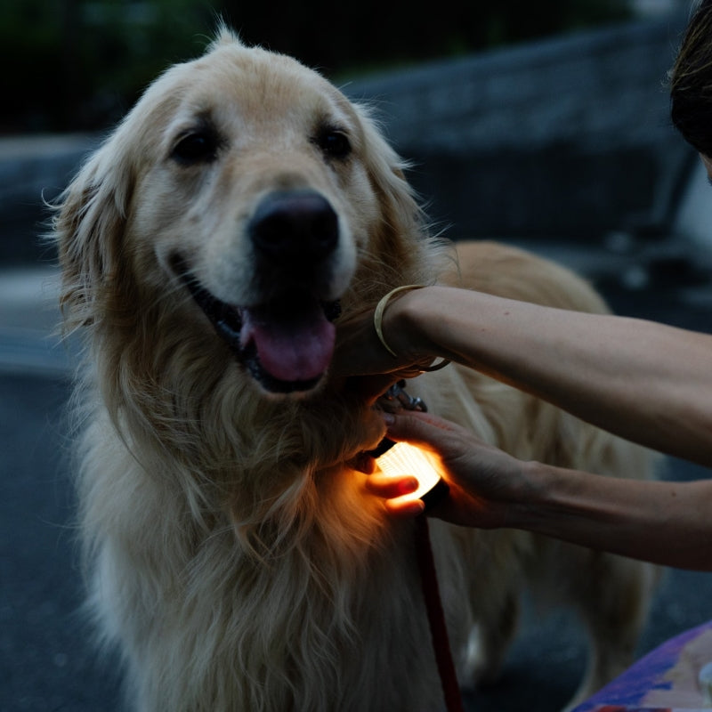 ⭐︎2個セット MONO GIZAZIG Ledlenser ML4 Amazon.com: Ledlenser