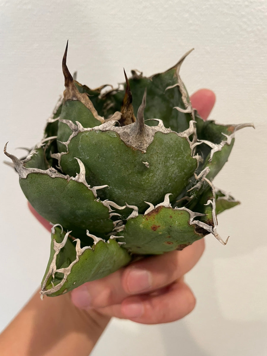 通販】アガベ チタノタ 白鯨 強棘 特選株を限定販売｜青緑の美しい