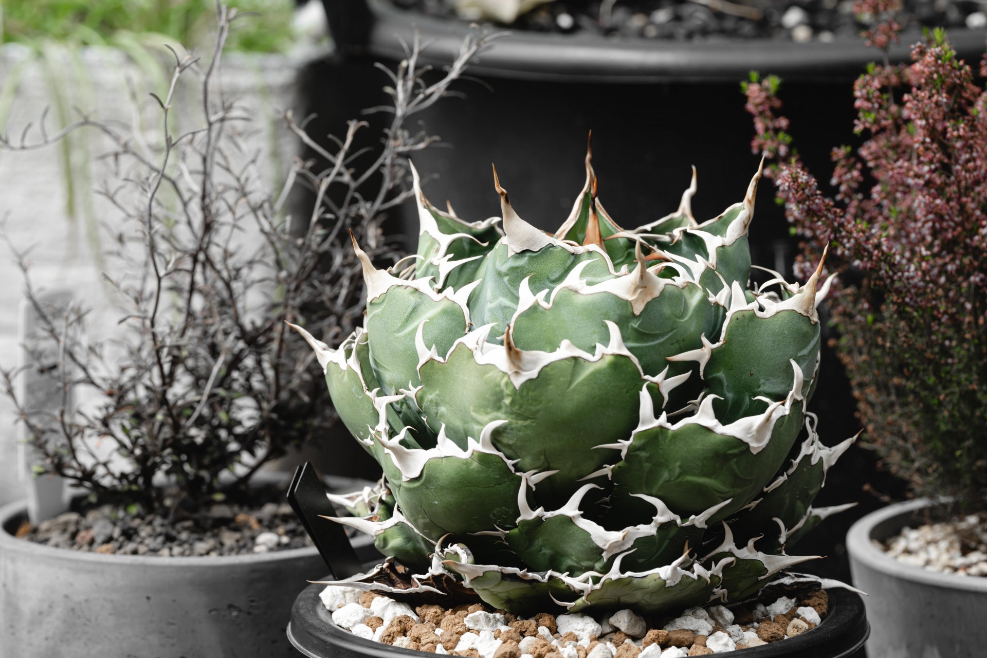 植物図鑑】アガベ・チタノタ '姫巌竜'（ひめがんりゅう）Agave