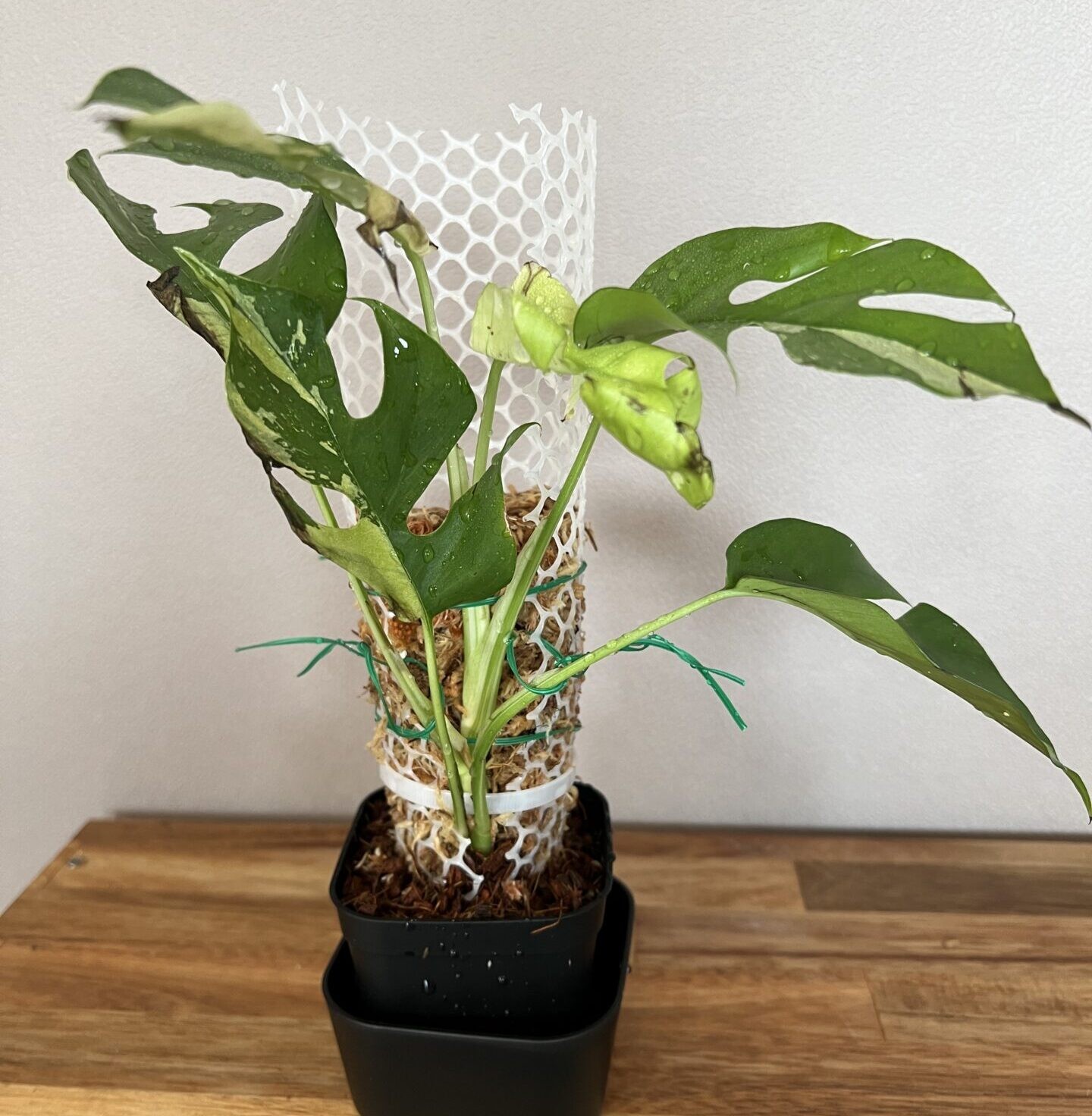 ラフィドフォラ・テトラスペルマ(ヒメモンステラ) 'GINNY' 斑入り成長