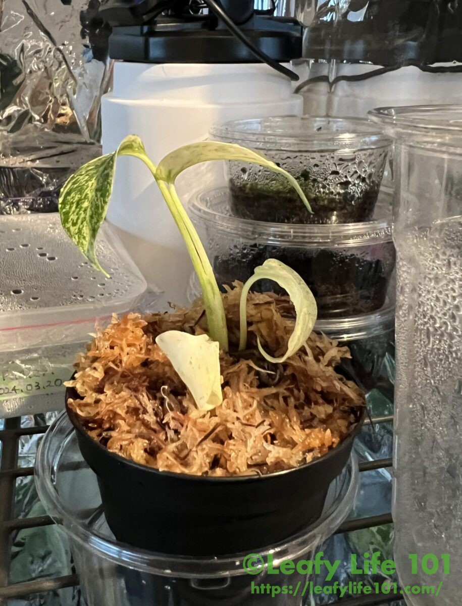 モンステラ・ミントの組織培養(メリクロン)株を順化(通常環境に適応