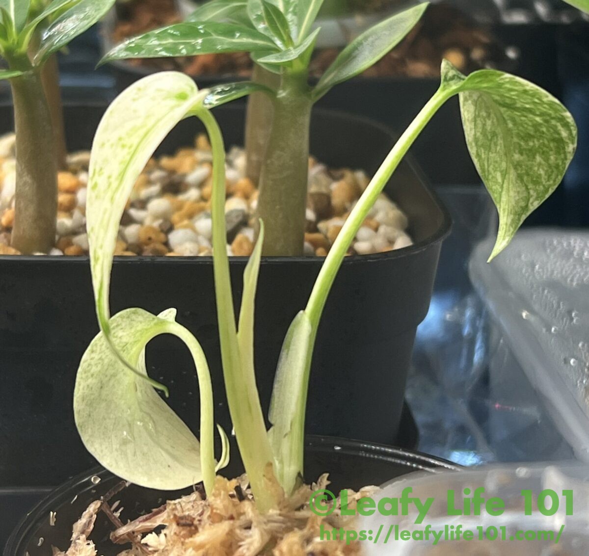 モンステラ・ミントの組織培養(メリクロン)株を順化(通常環境に適応