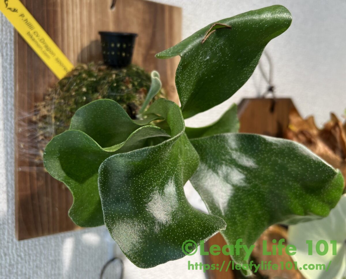 ビカクシダ・ヒリー・ドラゴン Platycerium hillii cv.Dragon 成長記録