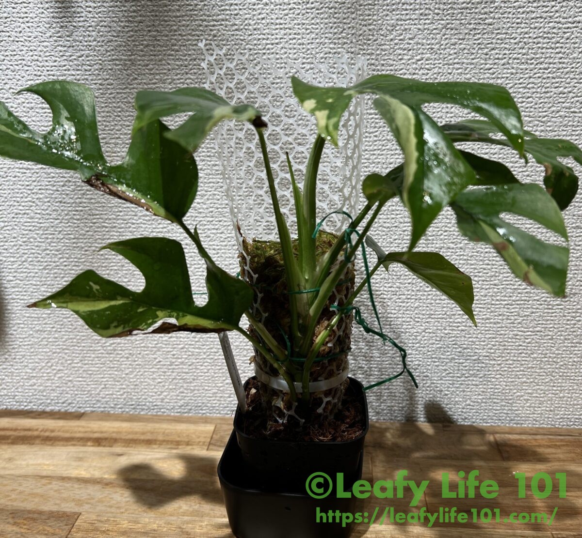 ラフィドフォラ・テトラスペルマ(ヒメモンステラ) 'GINNY' 斑入り成長