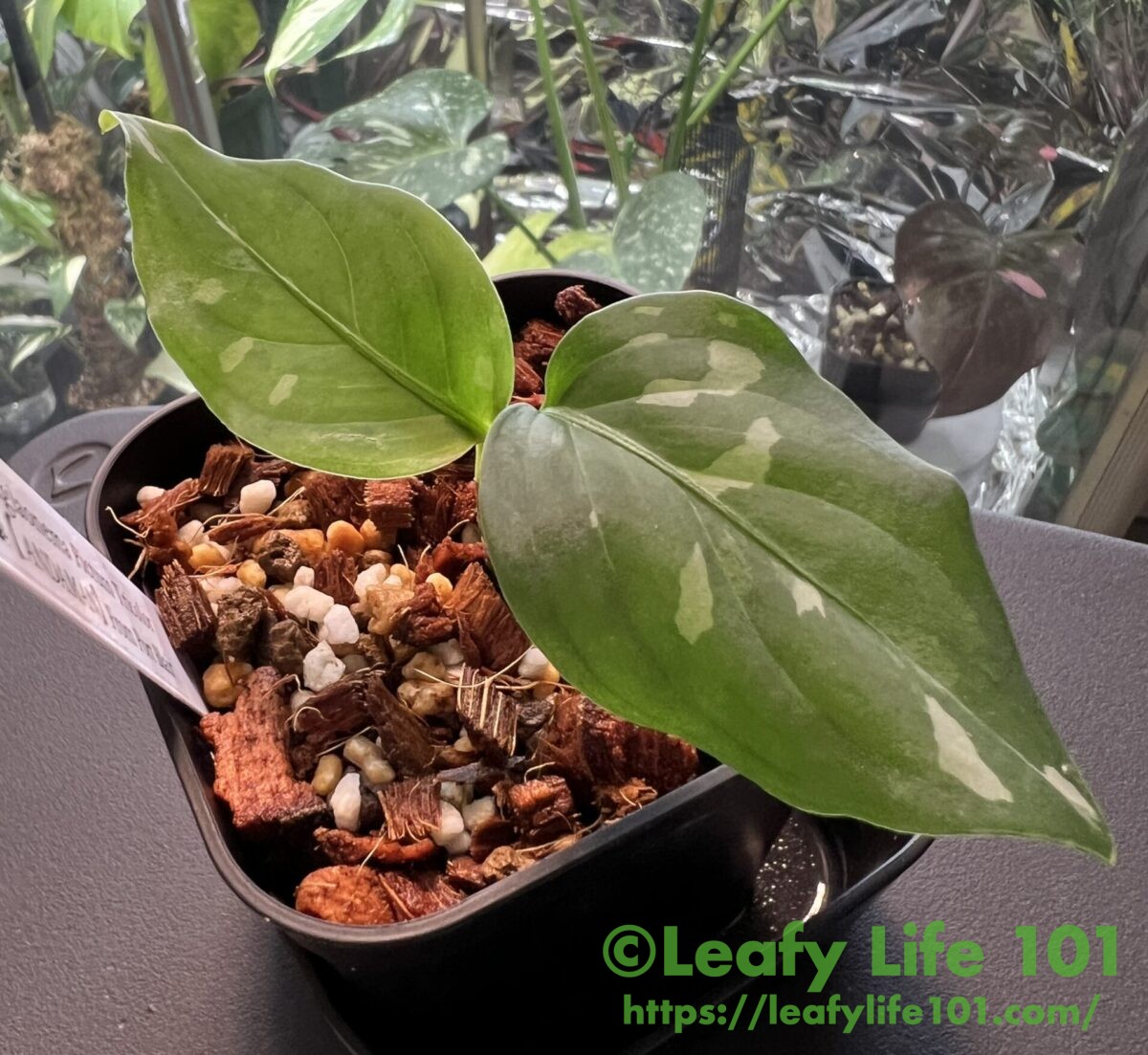 アグラオネマ・ピクタム・トリカラー “アンダマン” 成長記録・育て方