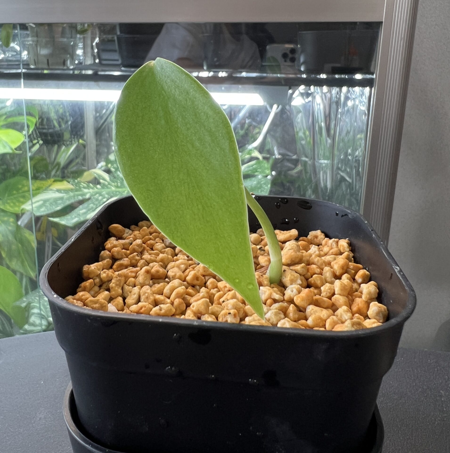 モンステラ・デリシオーサ var. シエラナ 成長記録・育て方 | シロウト園芸