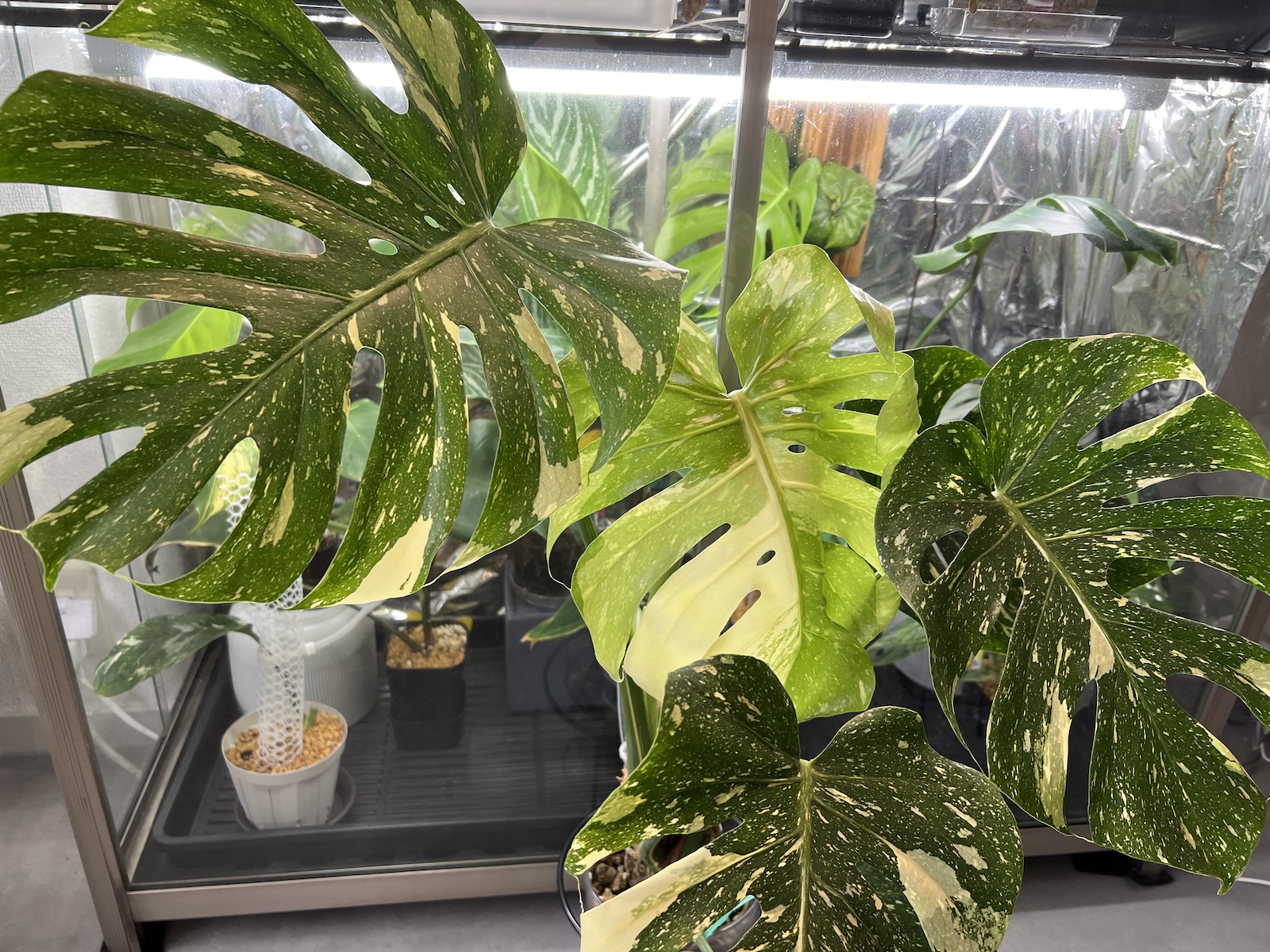 た*き様 今回は送料込み モンステラ斑入り（イエローモンスター