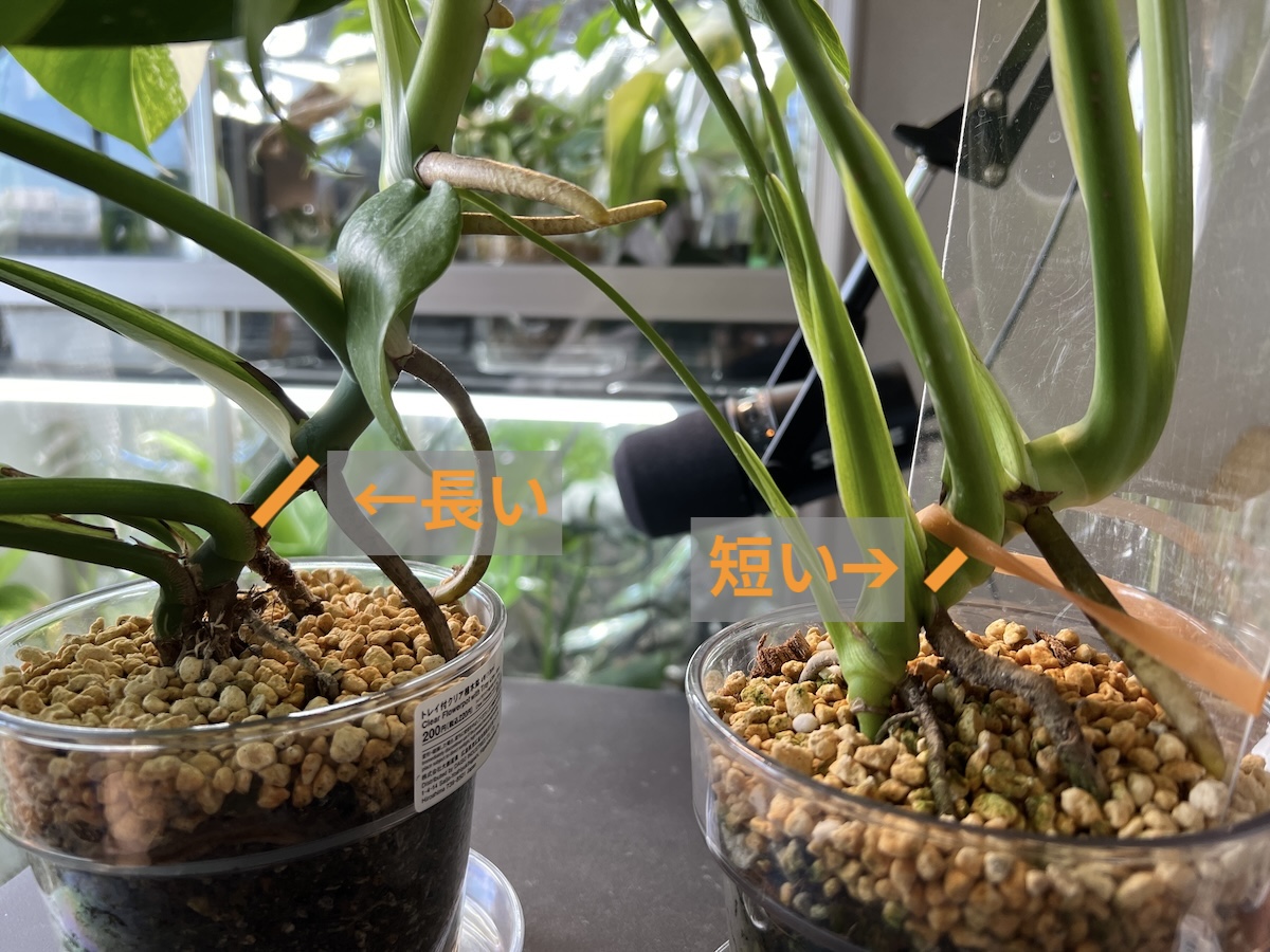 2024年】モンステラ・デリシオーサとボルシギアナの違い、見分け方