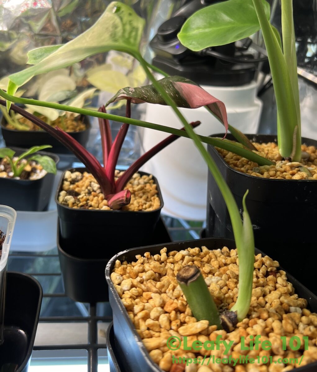 モンステラ・デリシオーサ 'ミント' (var. ボルシギアナ セブブルー