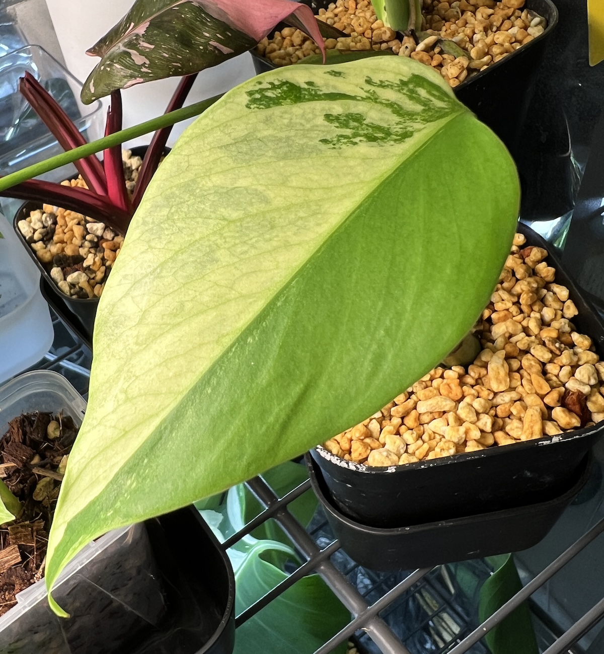 モンステラ・デリシオーサ 'ミント' (var. ボルシギアナ セブブルー