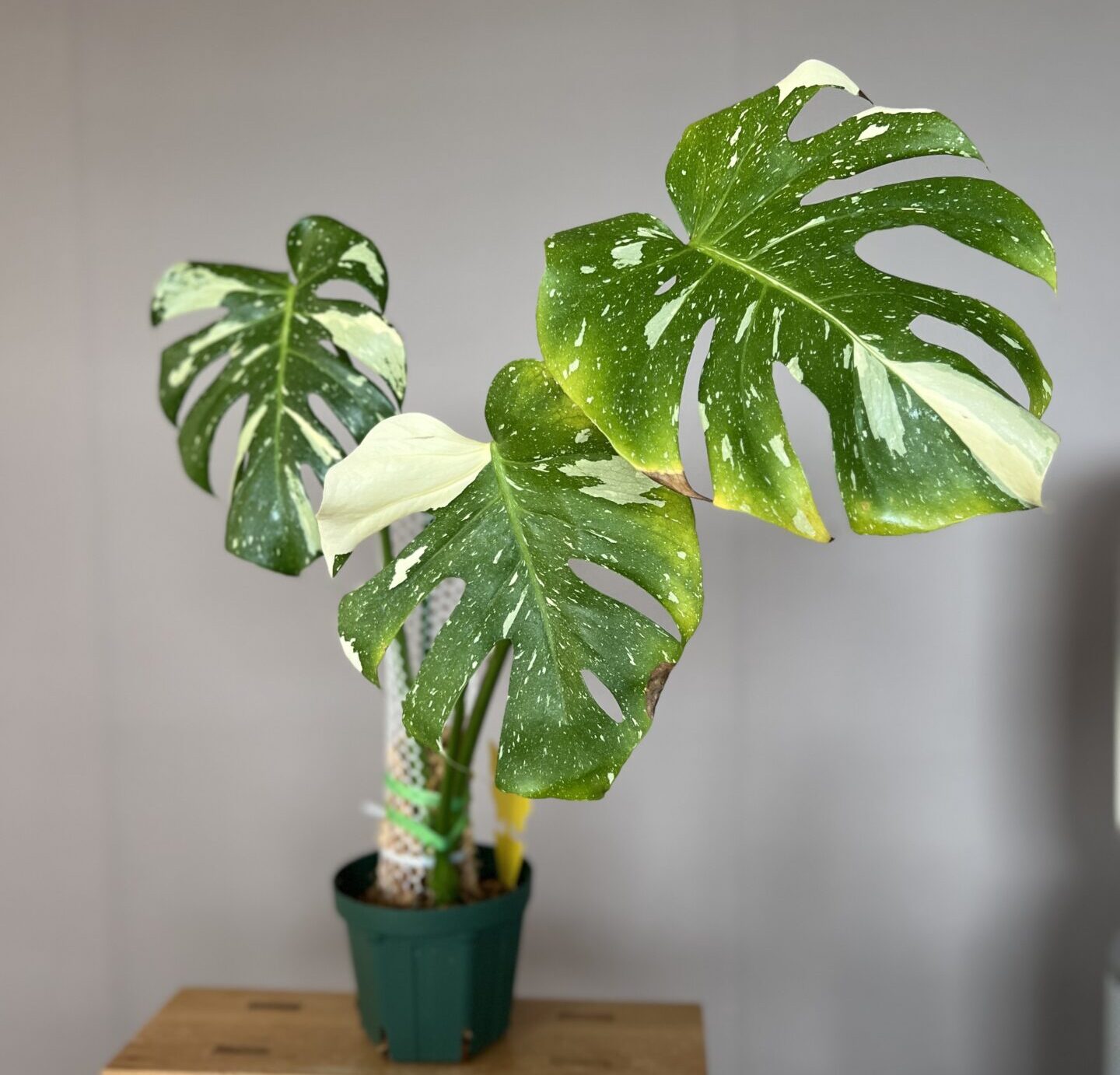 モンステラ・デリシオーサ 'タイコンステレーション(イエロー