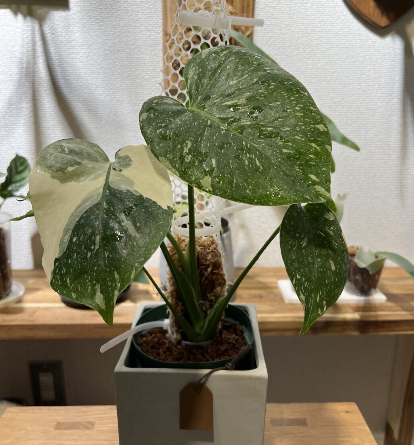 モンステラ・デリシオーサ 'タイコンステレーション/イエロー