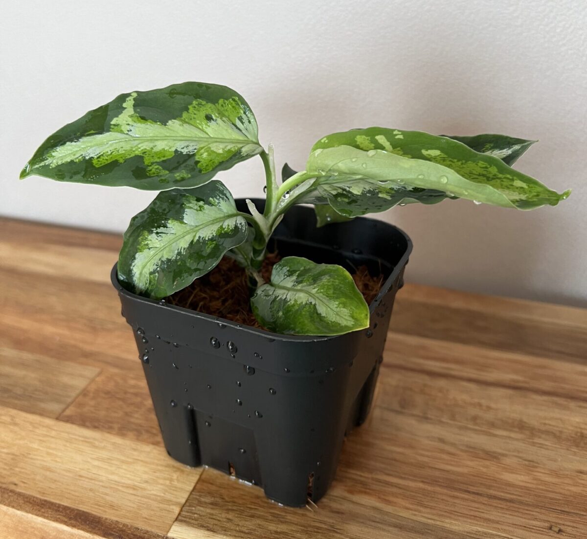 アグラオネマ・ピクタム・トリカラー成長記録・育て方 | シロウト園芸