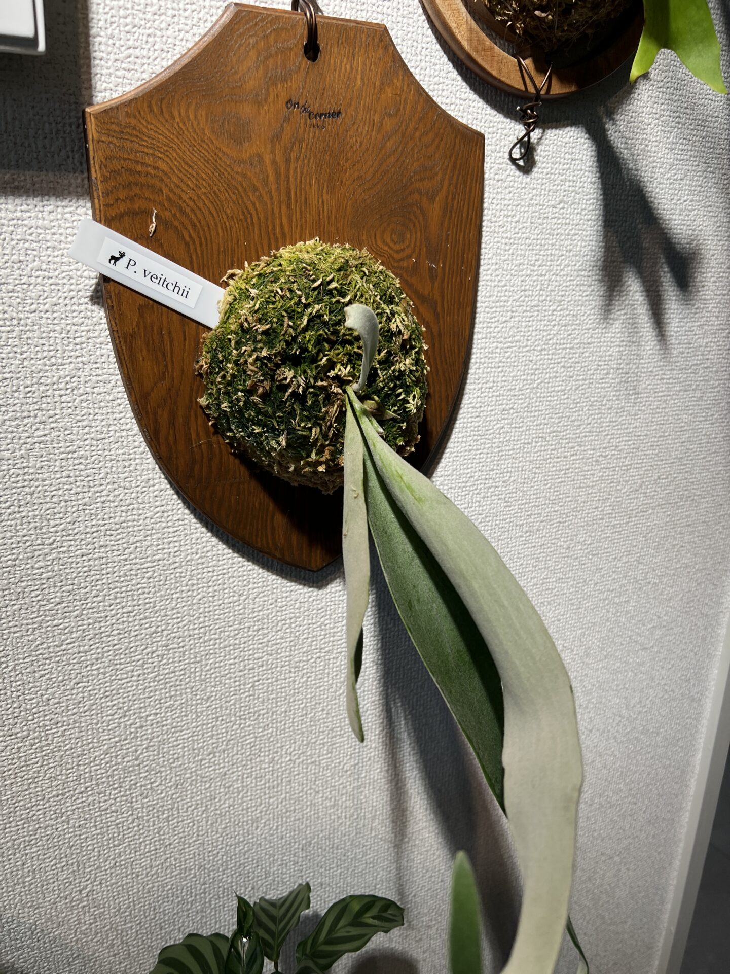 ビカクシダ・ビーチー(ベイチー) 成長記録・育て方 | シロウト園芸