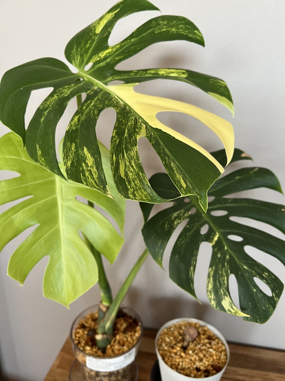 モンステラ・デリシオーサ 黄斑 (イエローマリリンコンパクタ？) 成長