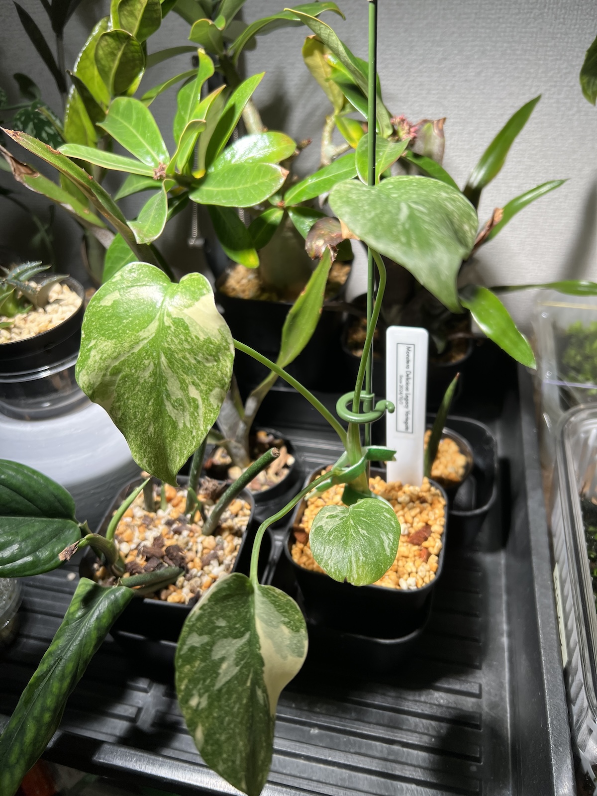 モンステラ・デリシオーサ 'タイコンステレーション レガシー' 成長