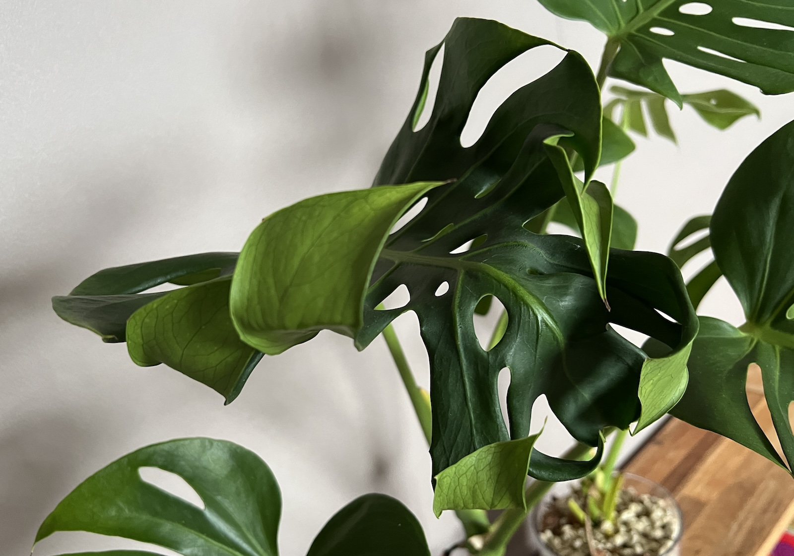 23 モンステラ タイコン 'メデューサ' 中株 葉裏かっこいい