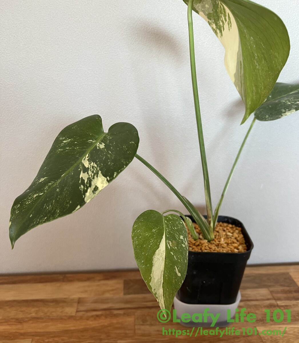 モンステラ・デリシオーサ '(仮)艶姿(白斑)' 成長記録・育て方
