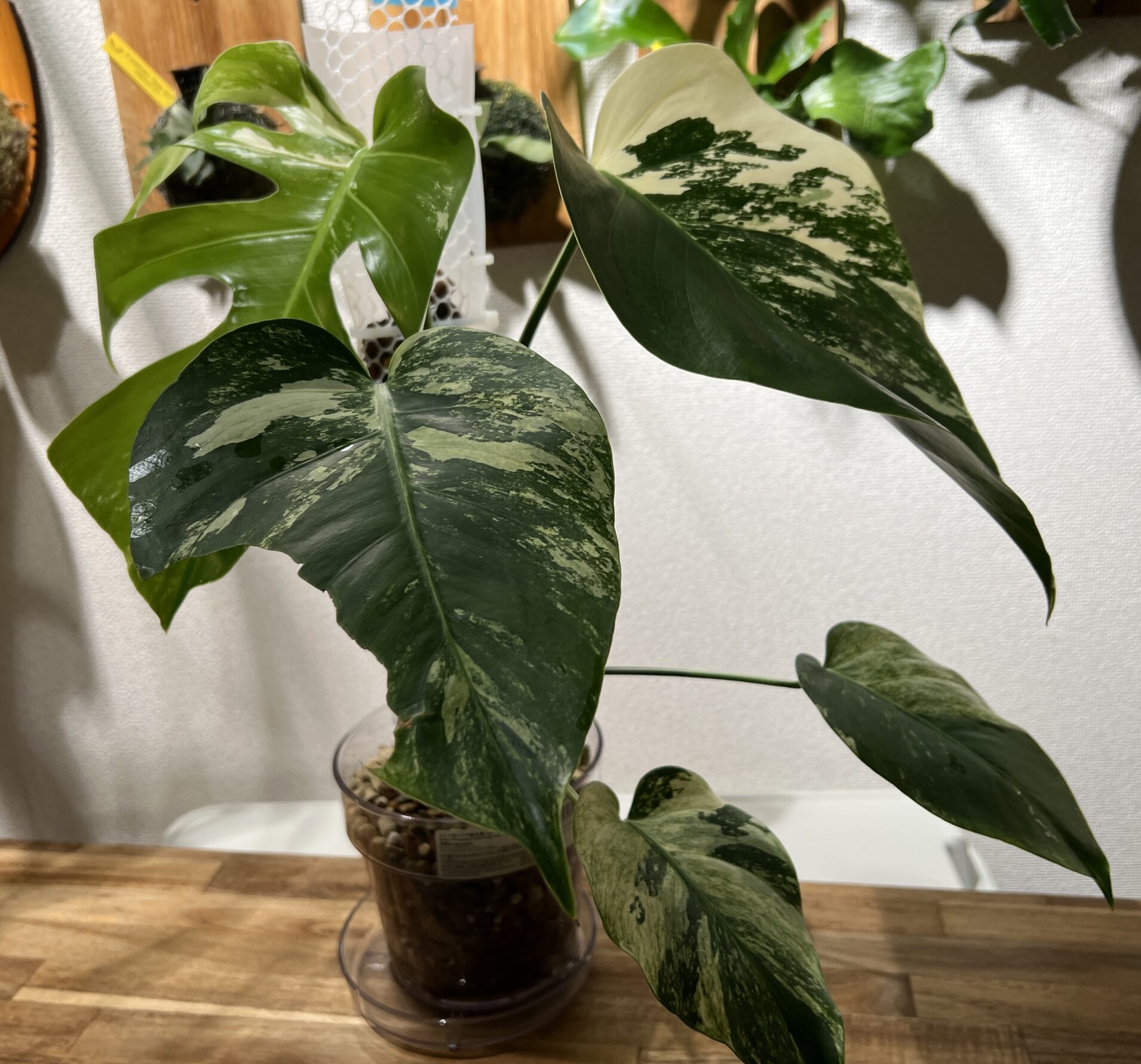 モンステラ ボルシギアナミント / NOID / ミントモンステラ / ミント