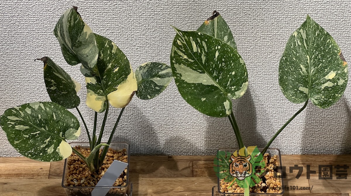 モンステラ・デリシオーサ 組織培養株クリームブリュレ & 綺麗なタイ