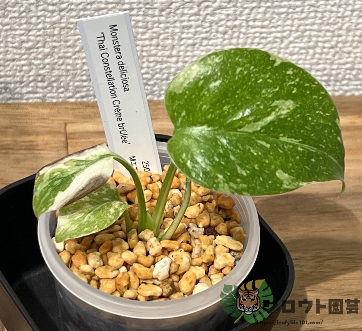 モンステラ・デリシオーサ 組織培養株クリームブリュレ & 綺麗なタイ