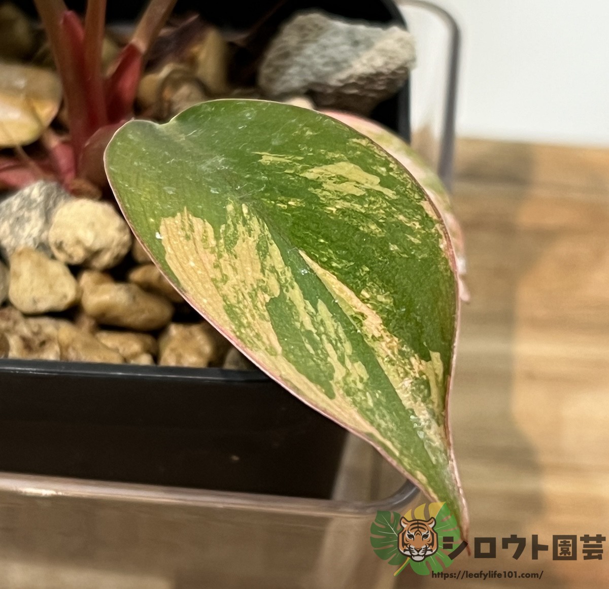 フィロデンドロン 'レッドコンゴ' (タテイ コンゴ ロジョ(ロホ