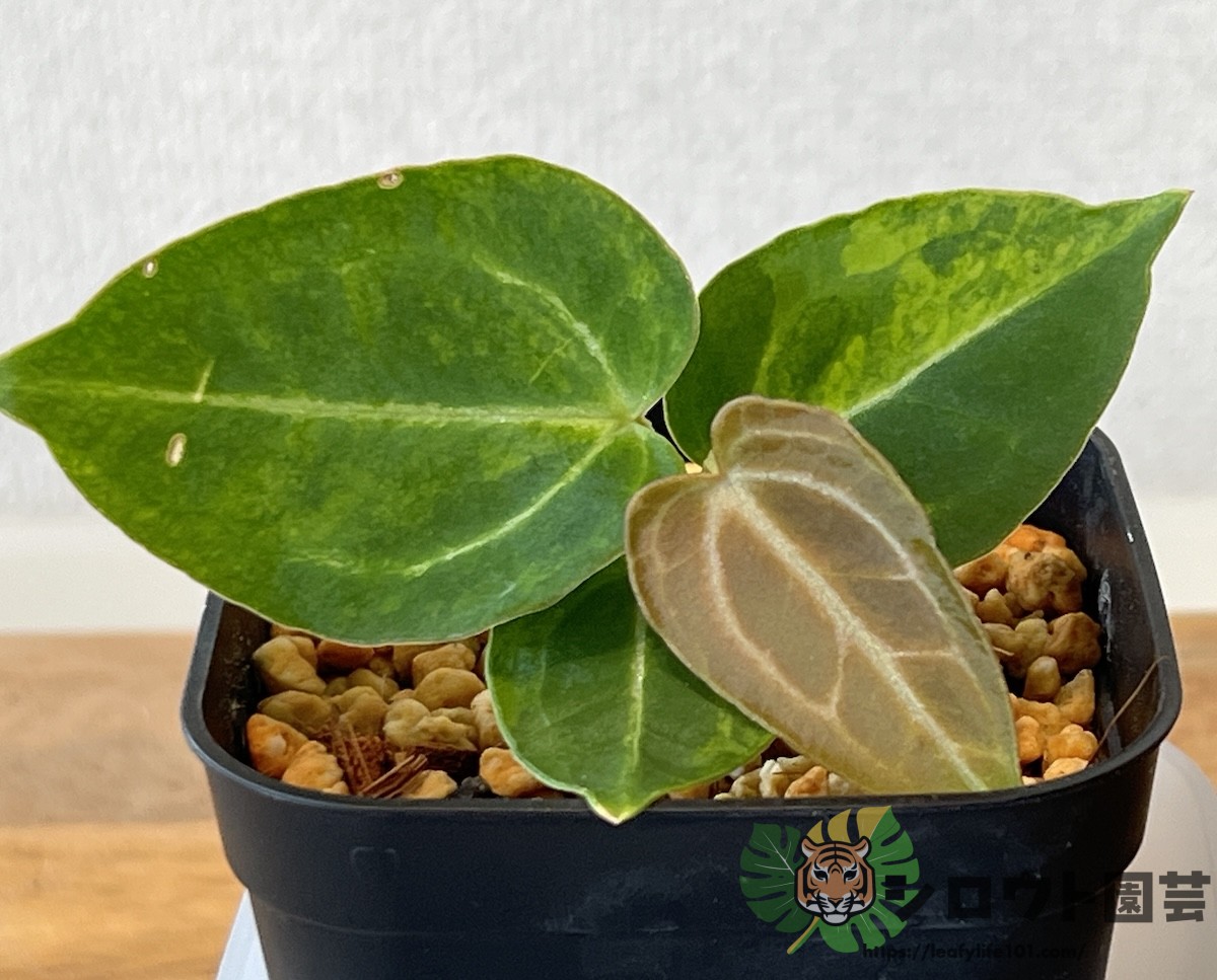 アンスリウム・クリスタルシルバー 斑入り x ミシェル 交配 成長記録