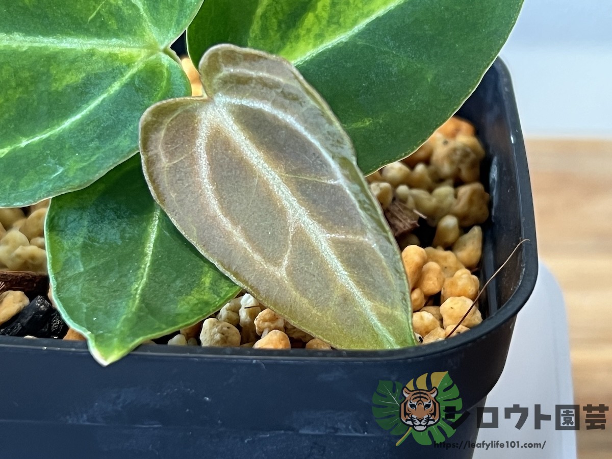 アンスリウム・クリスタルシルバー 斑入り x ミシェル 交配 成長記録