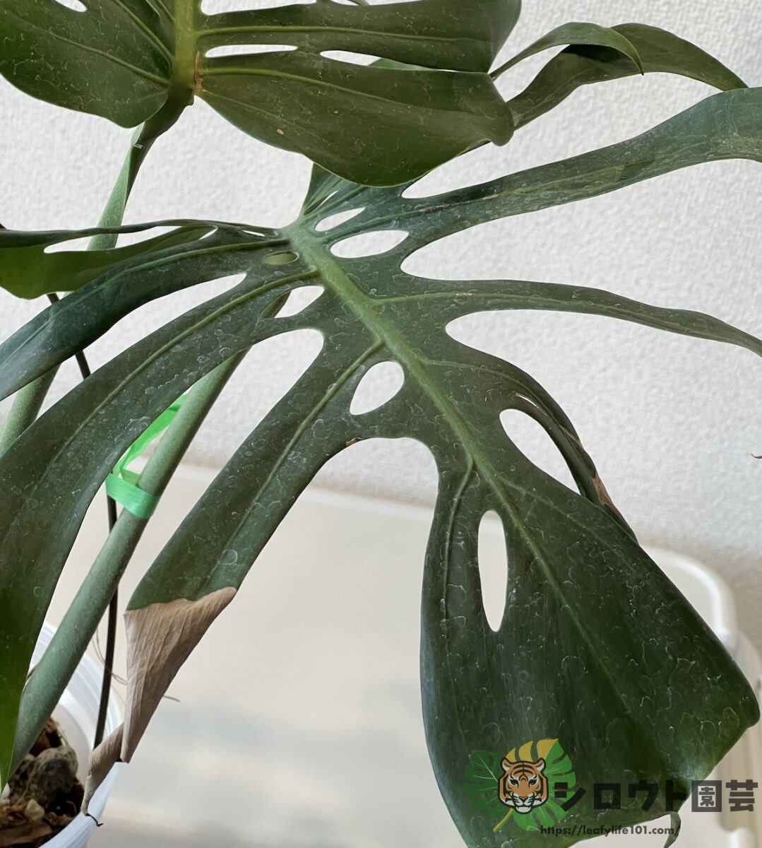モンステラ・デリシオーサ 'スケルトン' 成長記録・育て方 | シロウト園芸