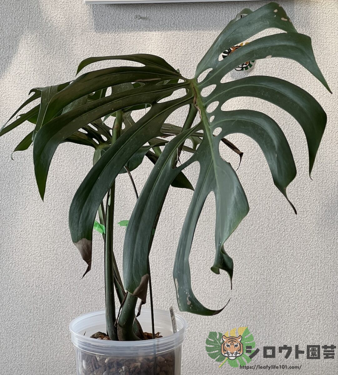 モンステラ・デリシオーサ 'スケルトン' 成長記録・育て方 | シロウト園芸