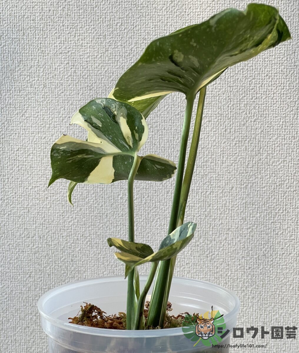 モンステラ・デリシオーサ 'タイコンステレーション メデューサ' 成長