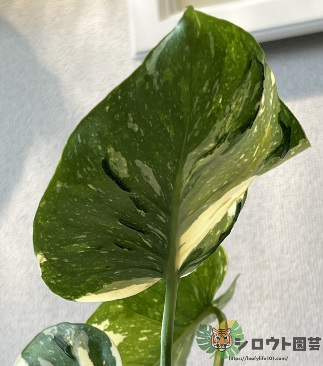 モンステラ・デリシオーサ 'タイコンステレーション メデューサ' 成長