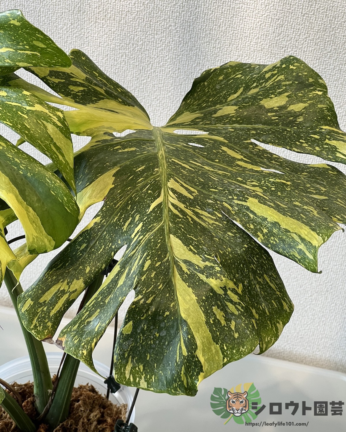 モンステラ・デリシオーサ 'エレクトロライト' 成長記録・育て方