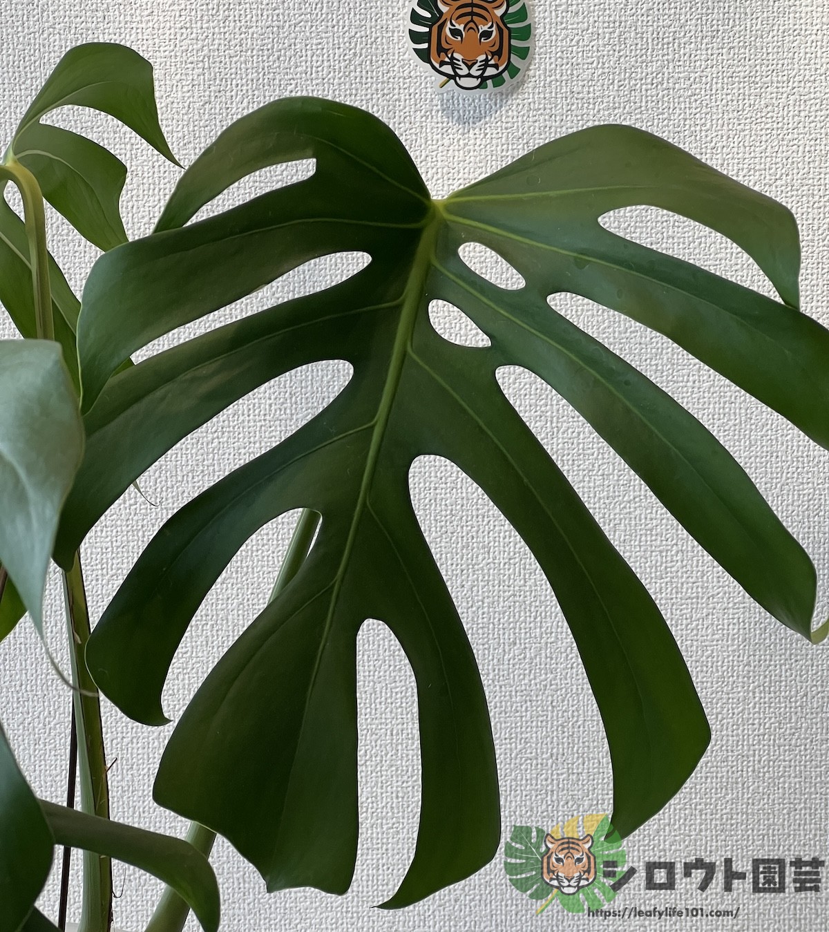 モンステラ・デリシオーサ 'ブラジリアンフォーム'(var. ブラジル