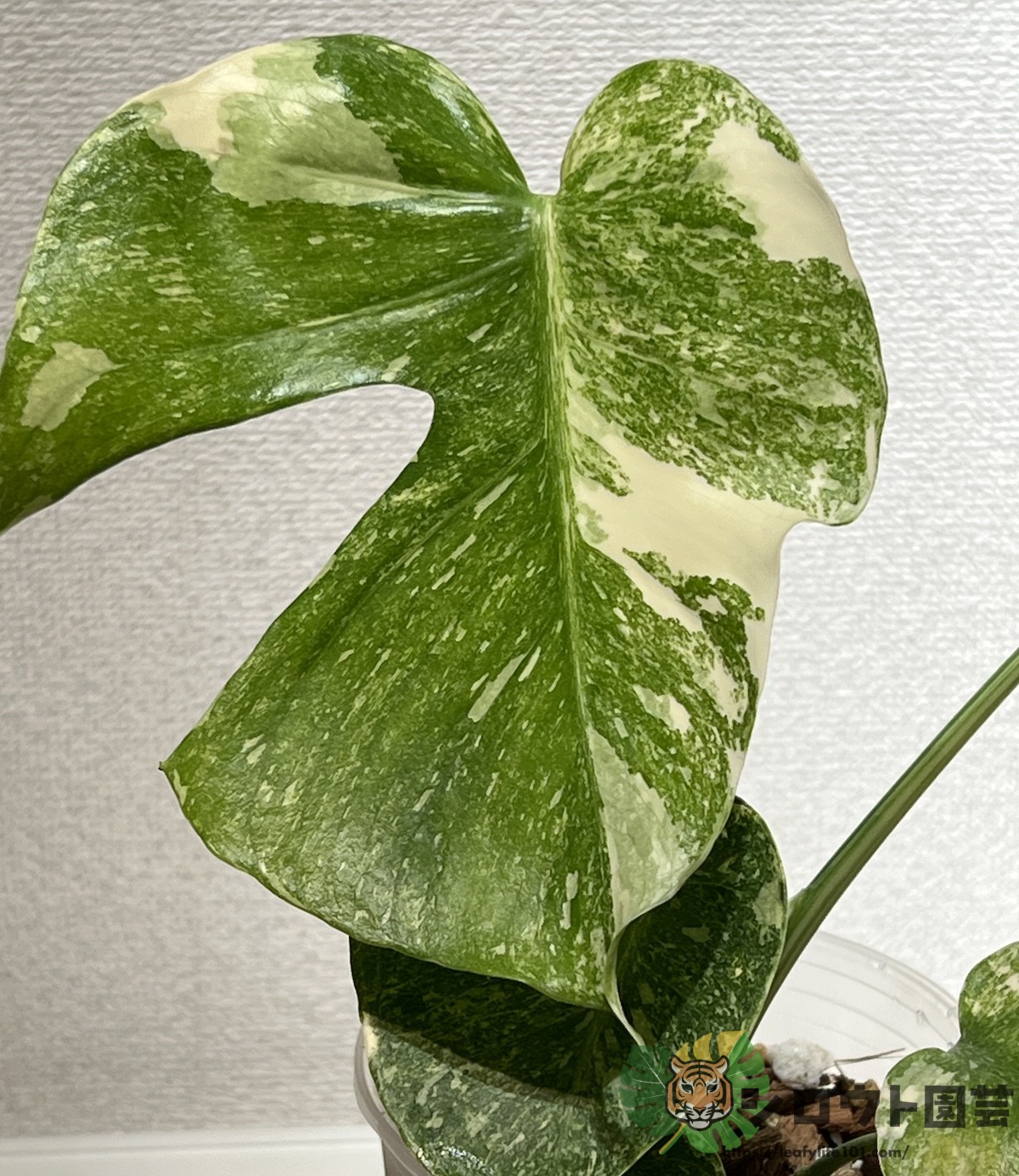 モンステラ・デリシオーサ 'プラチナム ミューテーション' 2 成長記録