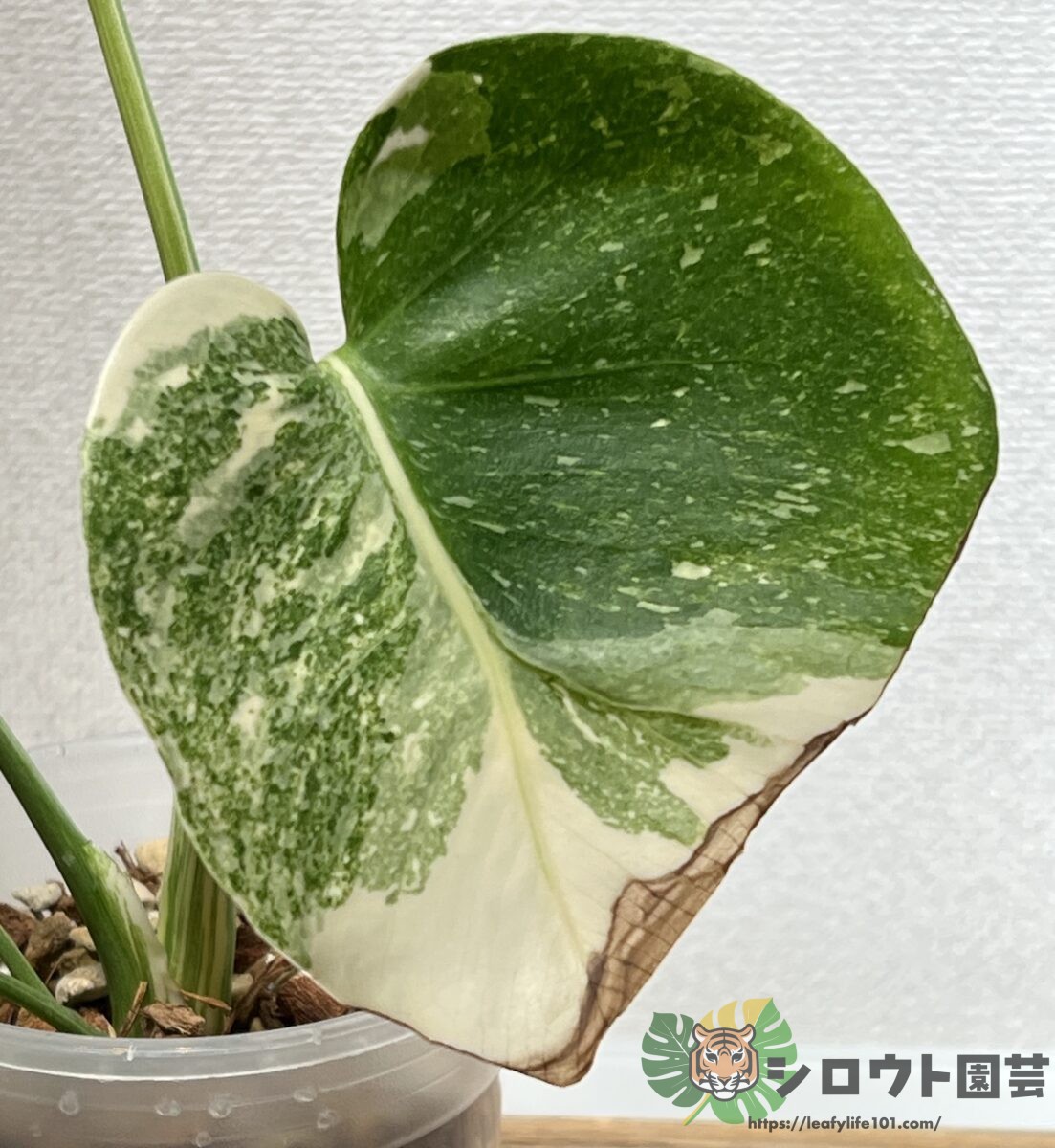 モンステラ・デリシオーサ 'プラチナム ミューテーション' 2 成長記録