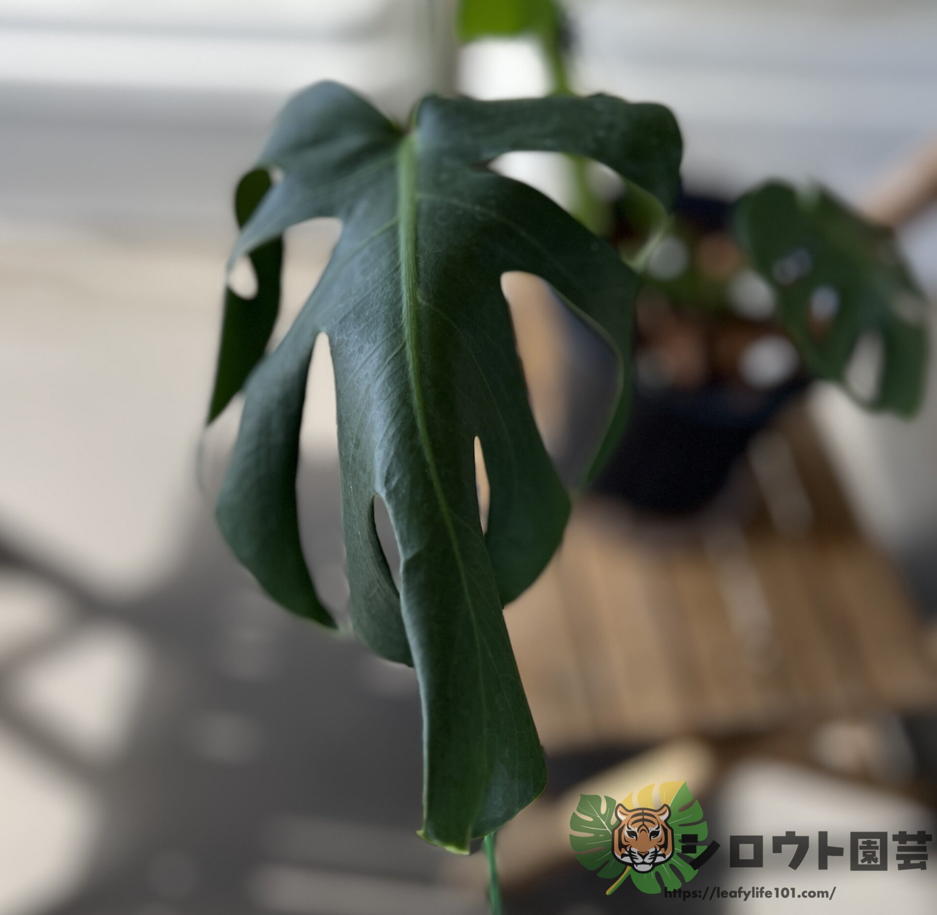 モンステラ・デリシオーサ '変異株 フィッシュボーンもどき' 成長記録